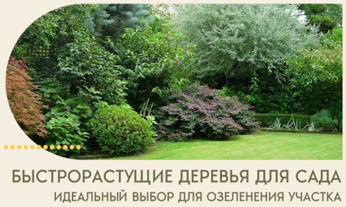 Быстрорастущие деревья для сада идеальный выбор в Россоши