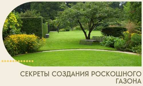 Секреты создания роскошного газона в Россоши